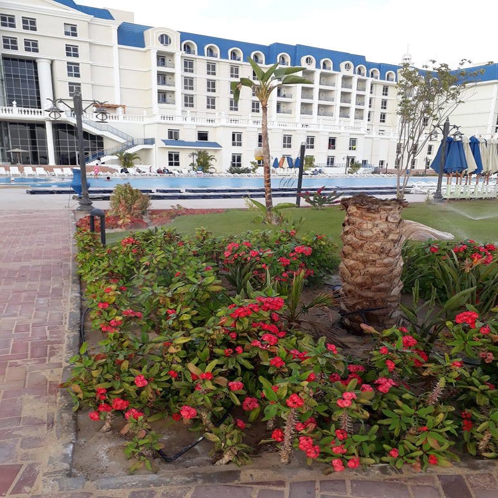 توليب الفرسان الاسماعيلية 16