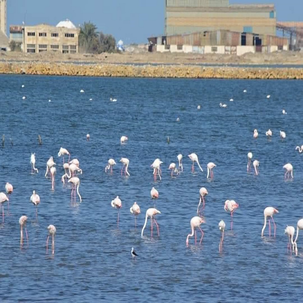 بورسعيد القناة 4